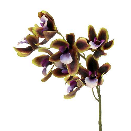 Floristik24 Orchidee Cymbidium Grün, Lila L38cm 4St