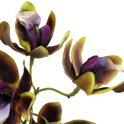 Floristik24 Orchidee Cymbidium Grün, Lila L38cm 4St