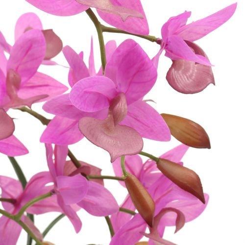 Floristik24 Orchidee im Topf Violett H55cm