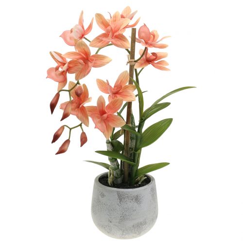 Floristik24 Orchidee im Topf Lachs H41cm