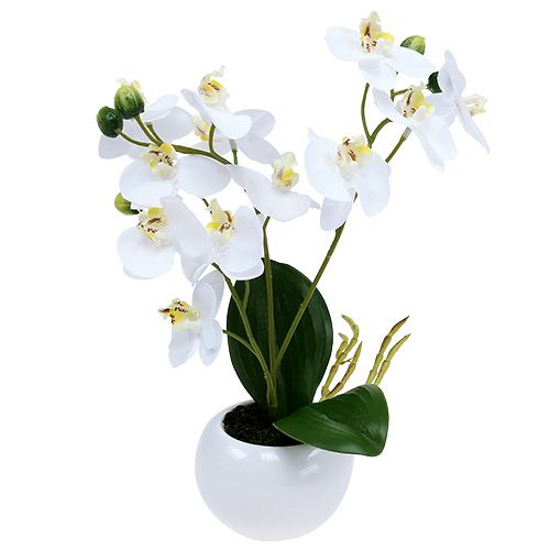 Floristik24 Orchideen im Topf 30cm Weiß