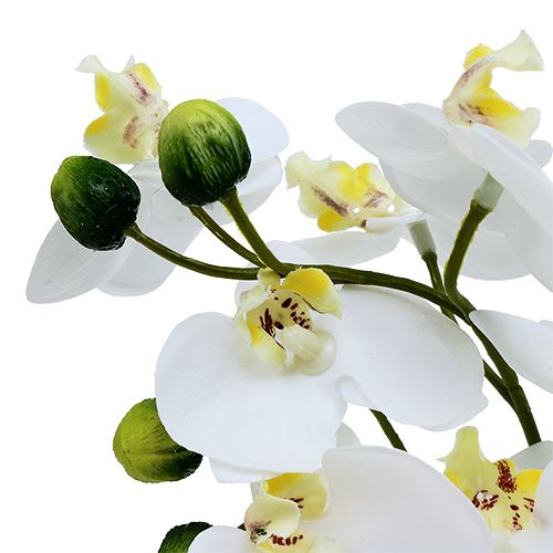 Floristik24 Orchideen im Topf 30cm Weiß