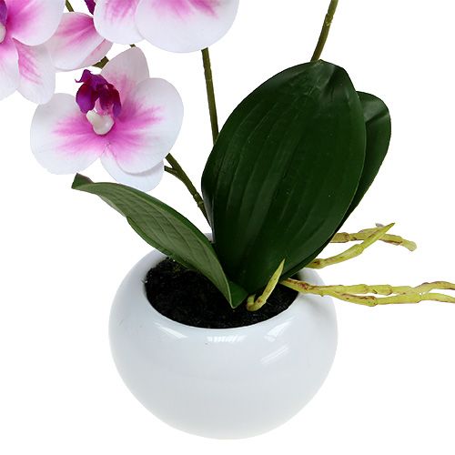 Floristik24 Orchideen im Topf H30cm Weiß-Rosa