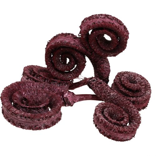 Palm Male Rot, weißgewaschen 25 St