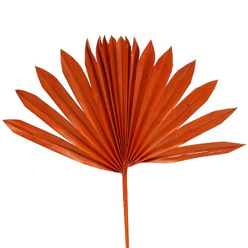 Floristik24 Palmspear Sun Orange 30St