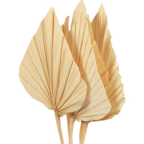 Artikel Palmspear Palmenblätter Naturdeko Gebleicht 12,5×38cm 4St