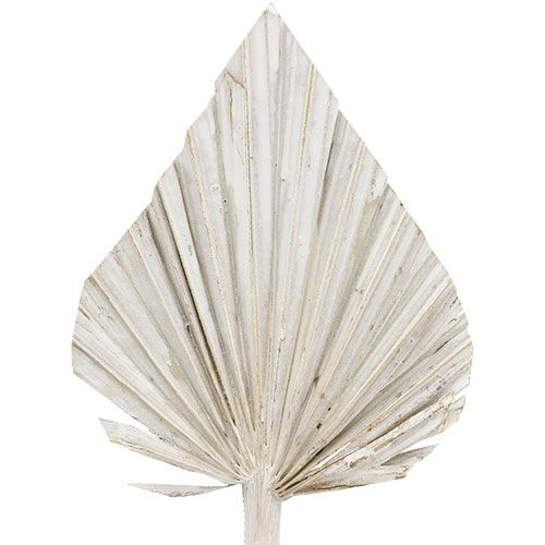 Artikel Palmspear weißgewaschen 10cm - 15cm L33cm 65St