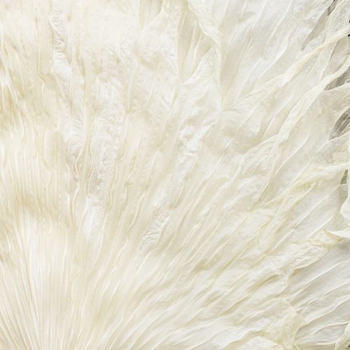 Artikel Palmwedel getrocknet Deko Blätter gebleicht 45cm 5 St