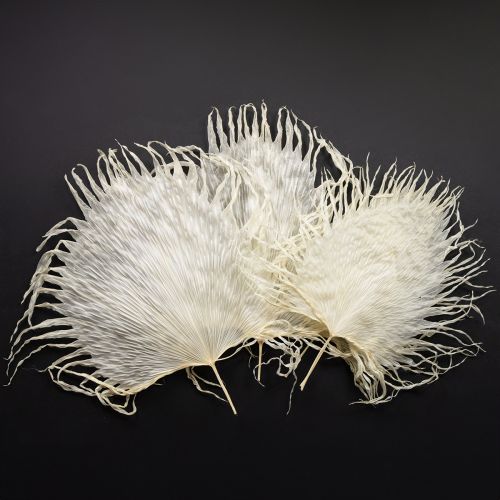 Artikel Palmwedel getrocknet Deko Blätter gebleicht 45cm 5 St