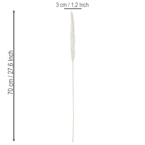 Pampasgras Trockenblumen gebleicht 70cm 15St | Floristik24.de