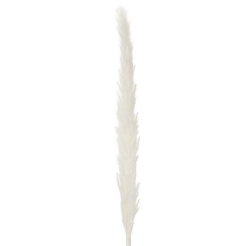 Pampasgras Trockenblumen gebleicht 70cm 15St | Floristik24.de