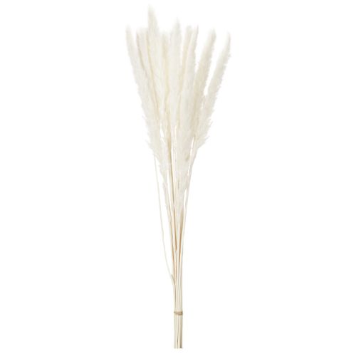 Pampasgras Trockenblumen gebleicht 70cm 15St | Floristik24.de