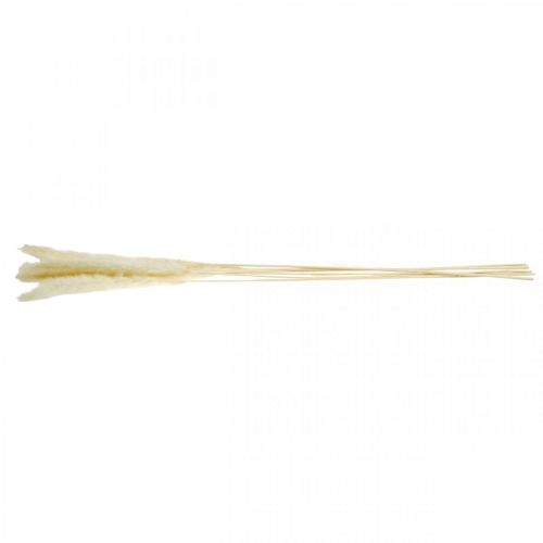 Floristik24 Getrocknetes Pampasgras Creme Für Trockenstrauß 65-75cm 6 St