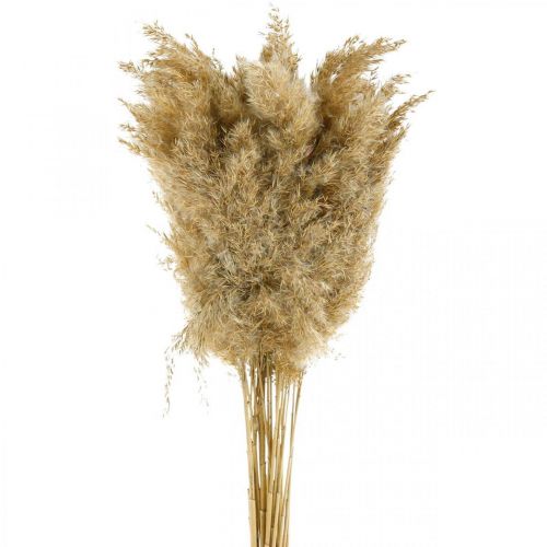 Pampasgras getrocknet Natur Trockendeko 65cm 20 St im Bund