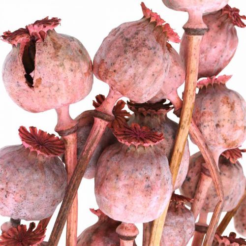 Floristik24 Trockendeko Mohnkapseln Rosa Mohn Gefärbte Trockenblumen 75g