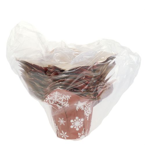 Floristik24 Übertöpfe aus Papier mit Schneeflocken Rot, Weiß Ø7cm 12St