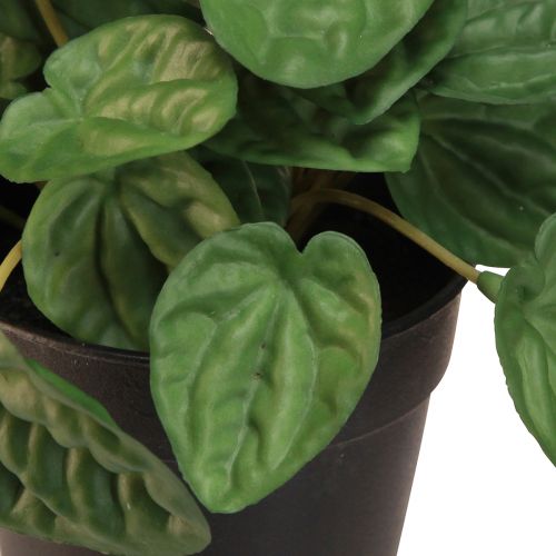 Artikel Peperomia Green Twist - Robuste, dekorative Zimmerpflanze im Topf 20cm