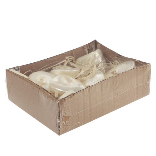 Floristik24 Perlmutt Kreiselschnecke Meeresschnecken Deko 5–6cm 6 St