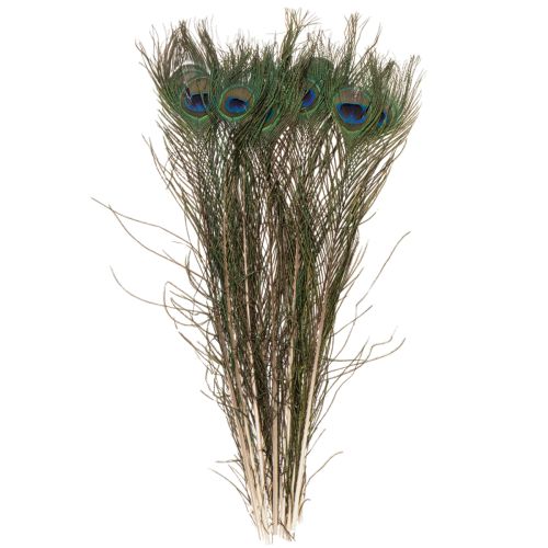 Artikel Pfauenfedern Echte Vogelfedern zum Basteln und Dekorieren 55cm 10St