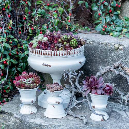 Floristik24 Pflanzpokal Kelch Antik Creme Ø7,5cm H9cm 1 St