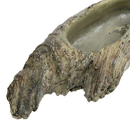 Floristik24 Pflanzschale für Sukkulenten 24,5cm x 8,5cm H5,5cm