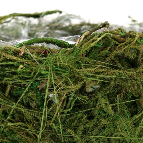 Floristik24 Pflanzschale mit Moos Ø16cm H9cm - 10cm Grün 3St