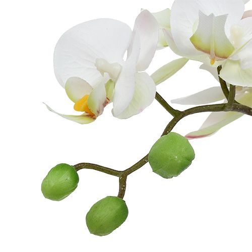 Artikel Phalaenopsis Creme im Keramiktopf 33cm