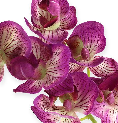 Artikel Orchidee Phalaenopsis Lila-Creme 62cm