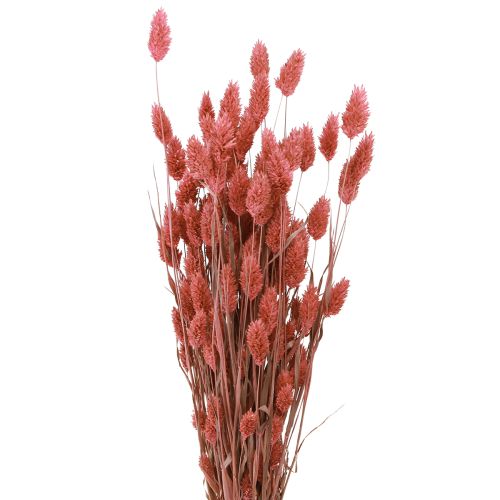 Floristik24 Phalaris Glanzgras Trockenblumen Pink 64cm 70g × 2St