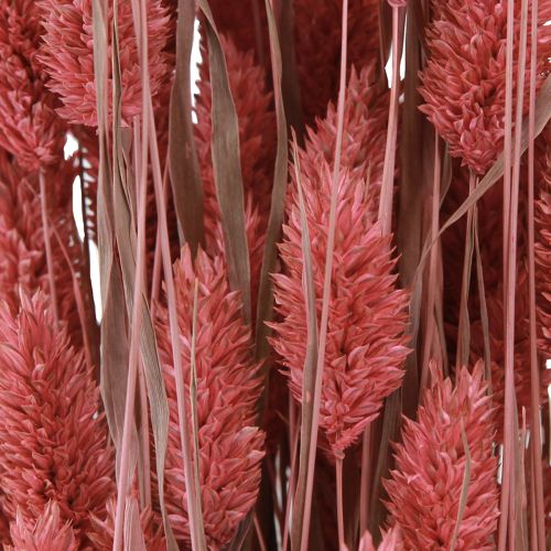 Floristik24 Phalaris Glanzgras Trockenblumen Pink 64cm 70g × 2St
