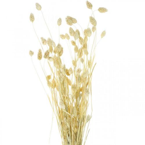 Phalaris-Gras, Trockenblumen-Bund, Glanzgras getrocknet, gebleicht L30–60cm 50g