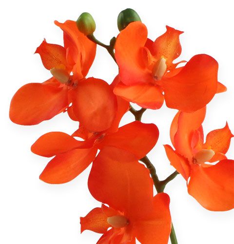 Floristik24 Künstliche Orchidee mit Blättern Orange 35cm