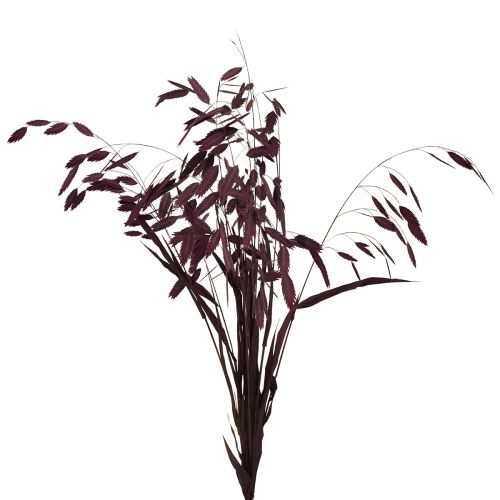 Floristik24 Plattährengras Trockengras Chasmantium Lila 70cm 10 St