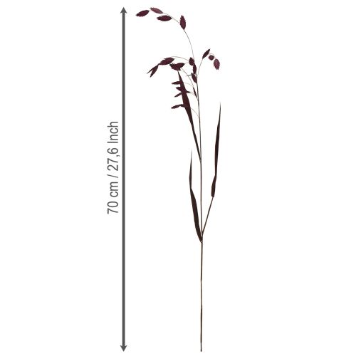 Plattährengras Trockengras Chasmantium Lila 70cm 10 St | Floristik24.de