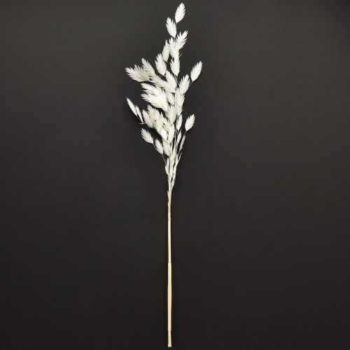 Plattährengras Trockengras Chasmantium Weiß 70cm 10 St | Floristik24.de