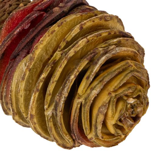 Artikel Platyspermum Creme 1-3, 50 Köpfe