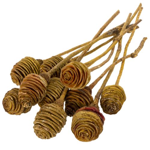 Artikel Platyspermum Creme 1-3, 50 Köpfe
