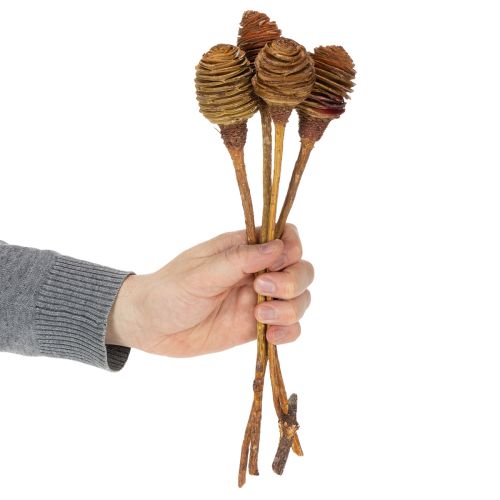 Artikel Platyspermum Creme 1-3, 50 Köpfe