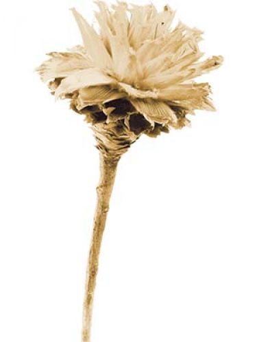 Floristik24 Plumosum 1 Kopf gebleicht (151) 25 St
