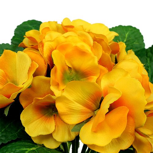 Floristik24 Primel 15cm Gelb