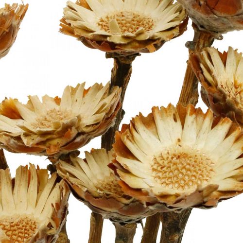 Artikel Protea Compacta Rosette Natur Trockenblume Zuckerbusch 8St