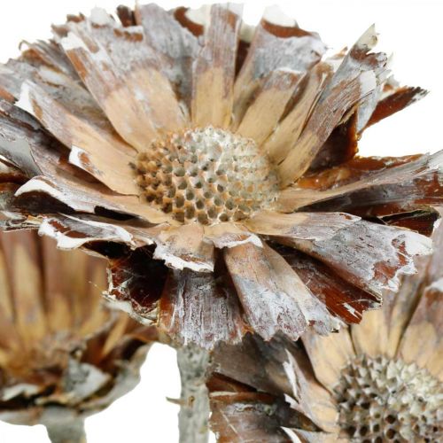 Artikel Exoten Mix Protea Rosette Natur, Weiß gewaschen Trockenblume 9St