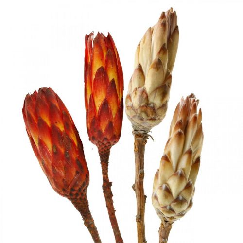 Protea Mix, Trockenblumen Respens Natur/Rot 13 St