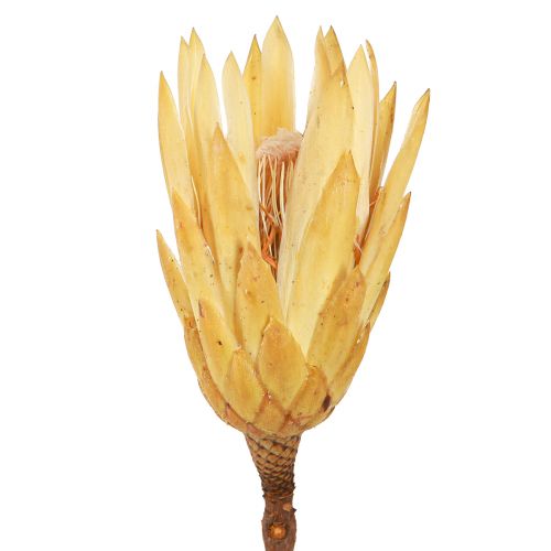 Proteen getrocknet Repens Creme 1.Wahl 10-12cm 25 St