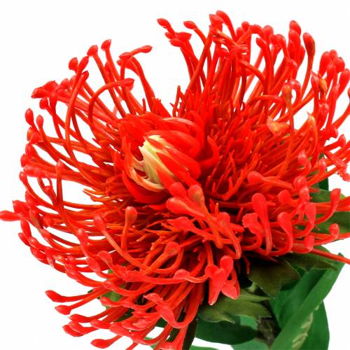 Protea Künstlich Rot 73cm