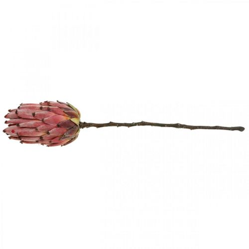 Artikel Künstliche Protea Rot Exotische Kunstblume H55cm