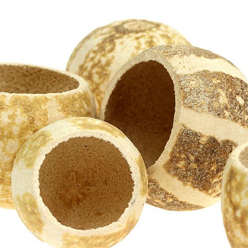 Floristik24 Pumkin Cup gebleicht 20 St