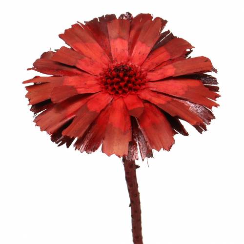 Artikel Repens Rosette Rot 8cm - 9cm 25St