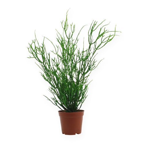 Floristik24 Rhipsalis im Topf 32cm Grün