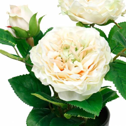 Artikel Pfingstrose im Topf, Romantische Deko-Rose, Seidenblume Cremeweiß